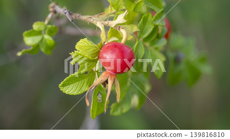 rosehip fruit rosehip fruit 139816810