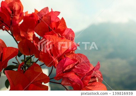 Bright red bougainvillea blooms with mountains in view 139816939