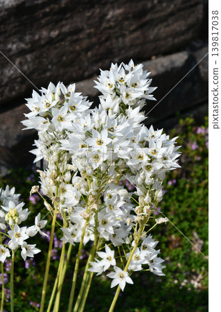 Ornithogalum thyrsoides (Chincherinchee) Ornithogalum thyrsoides (Chincherinchee) 139817038