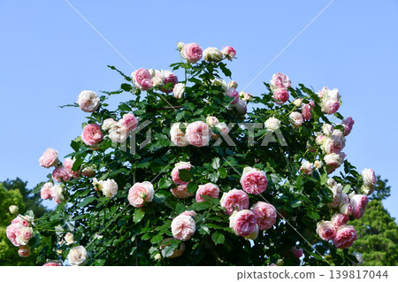 Rose 'Pierre de Ronsard' Rose 'Pierre de Ronsard' 139817044