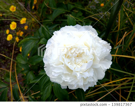 A close-up of a pure white peony flower. A close-up of a pure white peony flower. 139817367