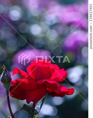 Red roses, penis 139817401