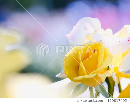 Yellow roses, gold leaves Yellow roses, gold leaves 139817405
