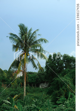 palm trees on the beach palm trees on the beach 139817436
