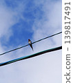 Swallows perched on power lines in early summer 139817491