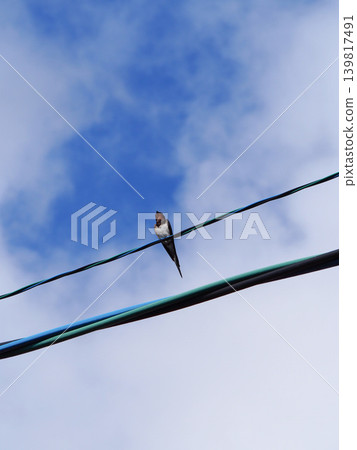 Swallows perched on power lines in early summer Swallows perched on power lines in early summer 139817491