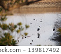 Stork resting in a reservoir 139817492