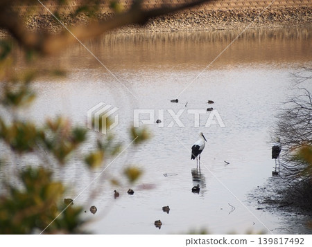 Stork resting in a reservoir 139817492