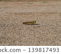 A grasshopper standing on a path 139817493