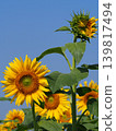Sunflower blooming under the blue sky 139817494