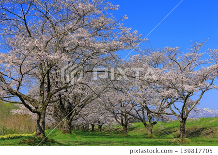 Yoshino cherry tree blooming on the bank 139817705