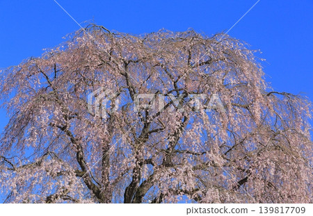 Yoshino cherry tree blooming on the bank Yoshino cherry tree blooming on the bank 139817709