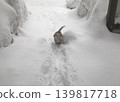 Snow and a Beagle 139817718