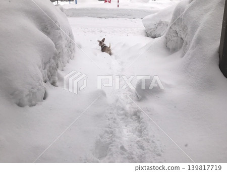 雪和一隻比格犬 雪和一隻比格犬 139817719