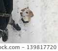 Snow and a Beagle 139817720