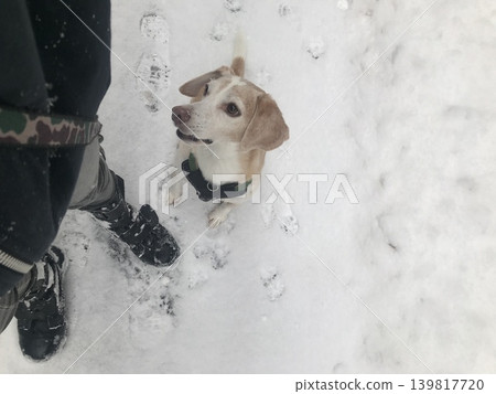 雪和一隻比格犬 雪和一隻比格犬 139817720