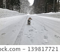 A dog walking in the snow 139817721