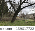Spring and dog 139817722