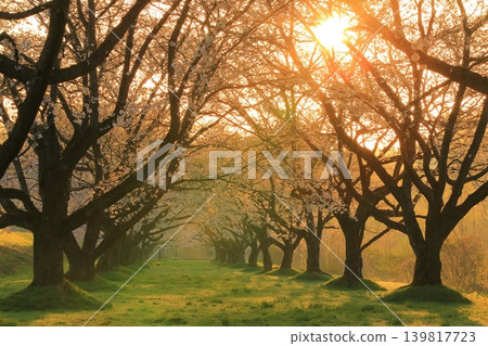 Yoshino cherry tree blooming on the bank Yoshino cherry tree blooming on the bank 139817723