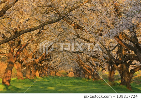 Yoshino cherry tree blooming on the bank Yoshino cherry tree blooming on the bank 139817724