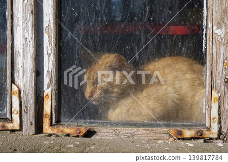 Ginger cat sleeping peacefully behind a dusty, weathered window pane Ginger cat sleeping peacefully behind a dusty, weathered window pane 139817784
