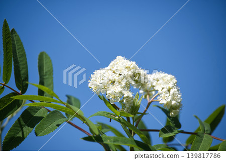 Delicate white rowan tree blossoms against a vibrant clear blue sky in summer Delicate white rowan tree blossoms against a vibrant clear blue sky in summer 139817786