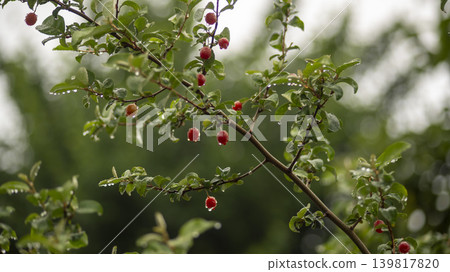 Bodhi fruit 139817820