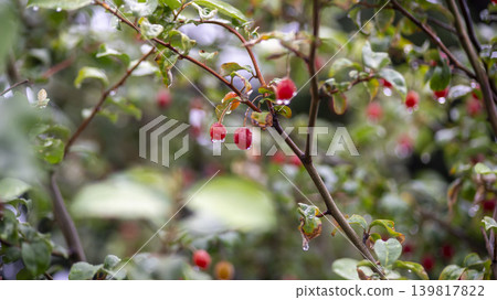 Bodhi fruit Bodhi fruit 139817822