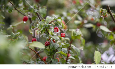 Bodhi fruit Bodhi fruit 139817823