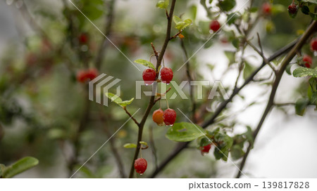 Bodhi fruit Bodhi fruit 139817828