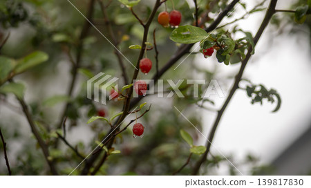 Bodhi fruit Bodhi fruit 139817830