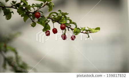 Bodhi fruit Bodhi fruit 139817832