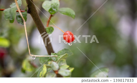 Bodhi fruit Bodhi fruit 139817833