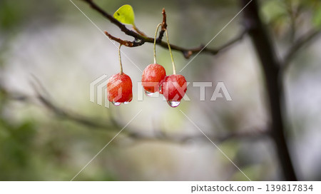 Bodhi fruit Bodhi fruit 139817834