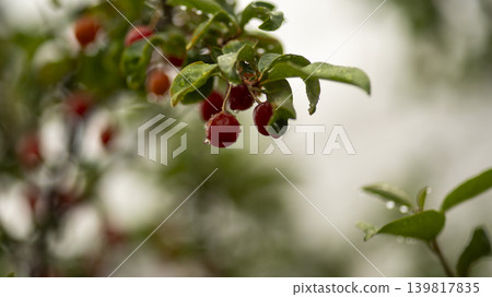 Bodhi fruit Bodhi fruit 139817835