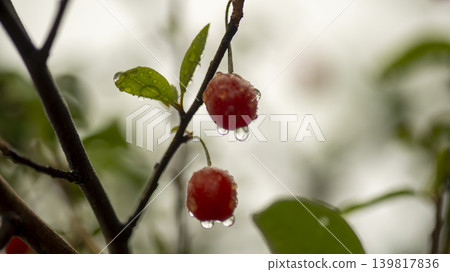 Bodhi fruit Bodhi fruit 139817836