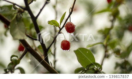 Bodhi fruit Bodhi fruit 139817837