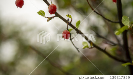 Bodhi fruit Bodhi fruit 139817839