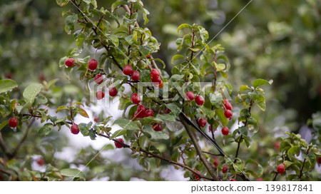 Bodhi fruit Bodhi fruit 139817841