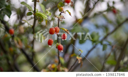 Bodhi fruit Bodhi fruit 139817846