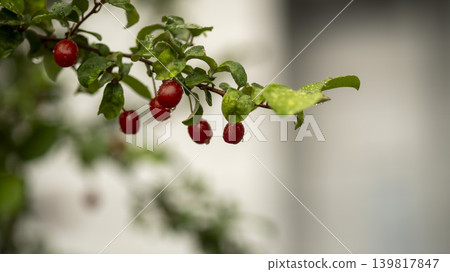 Bodhi fruit Bodhi fruit 139817847
