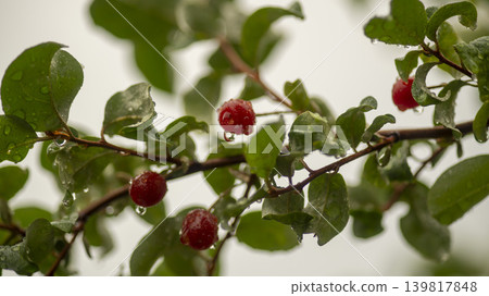 Bodhi fruit Bodhi fruit 139817848