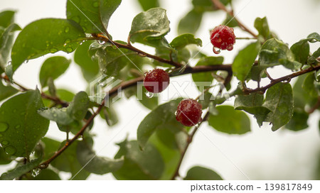 Bodhi fruit Bodhi fruit 139817849