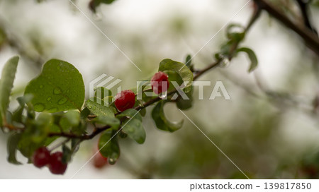 Bodhi fruit Bodhi fruit 139817850