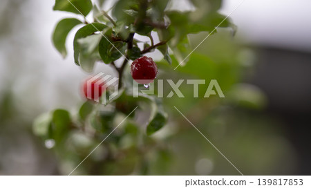Bodhi fruit Bodhi fruit 139817853