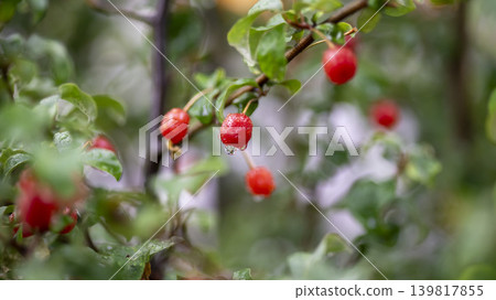 Bodhi fruit Bodhi fruit 139817855