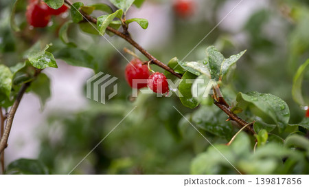 Bodhi fruit Bodhi fruit 139817856