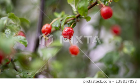 Bodhi fruit Bodhi fruit 139817858