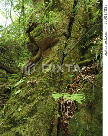A velvety carpet of moss. A close-up of a hidden paradise where ferns thrive. A velvety carpet of moss. A close-up of a hidden paradise where ferns thrive. 139817885