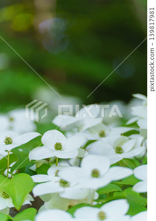 Pokeweed flower Pokeweed flower 139817981